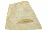 Fossil Leaf (Cinnamomum) - France #254241-1